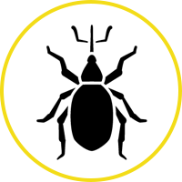 Beetle Icon